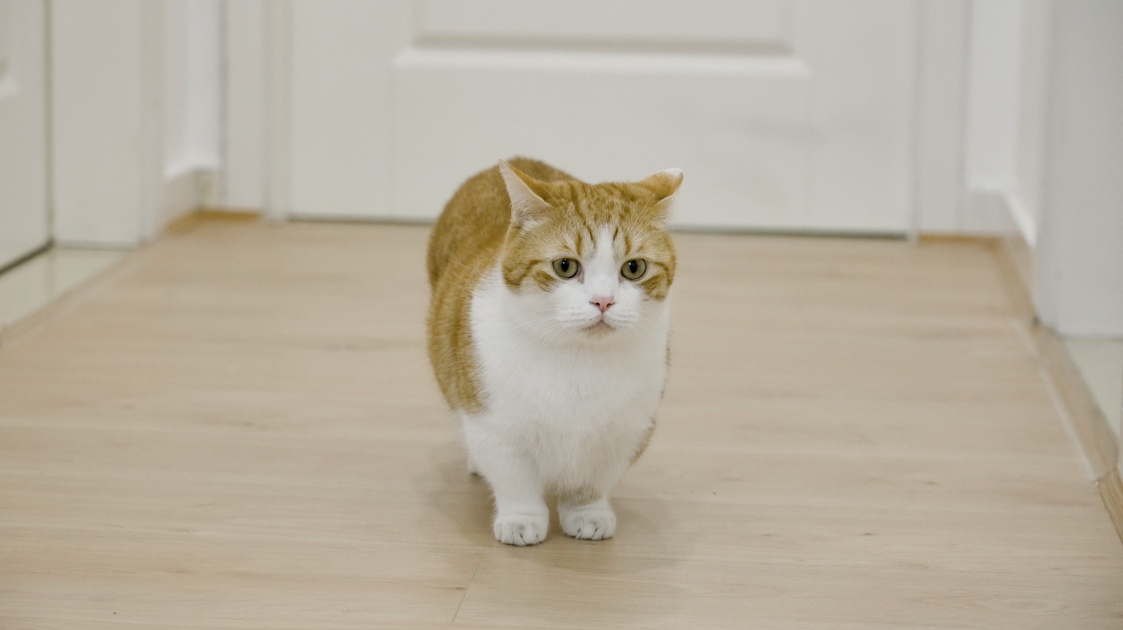 花花与三猫catlive