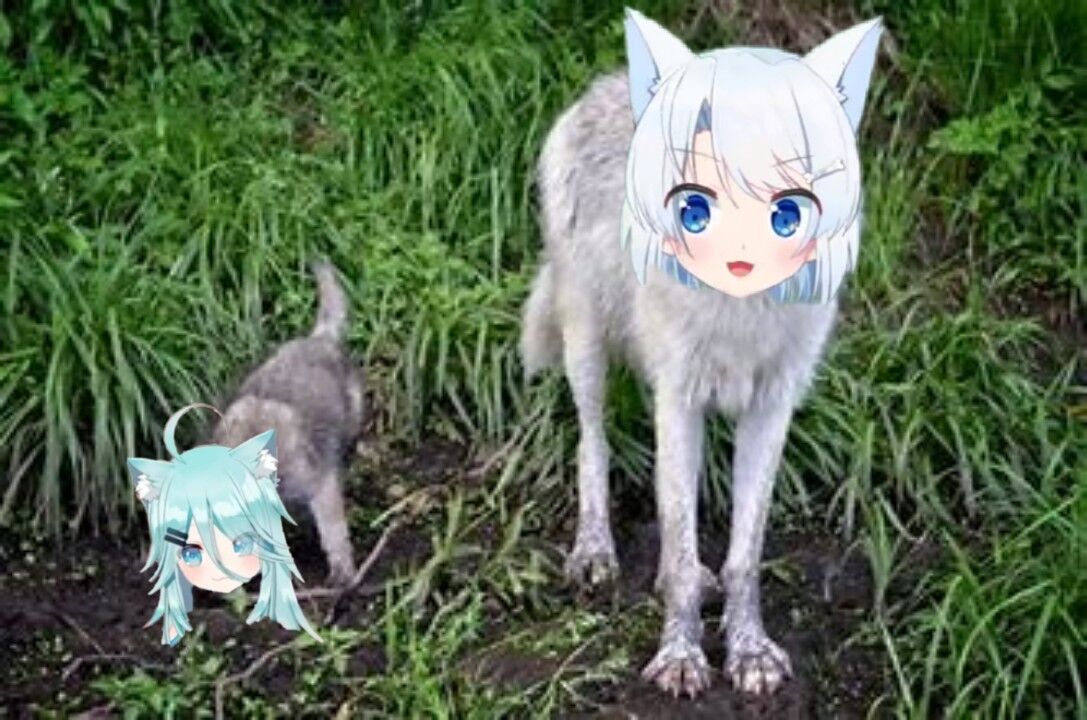 小狼崽芬里尔 _ 哔哩哔哩相簿