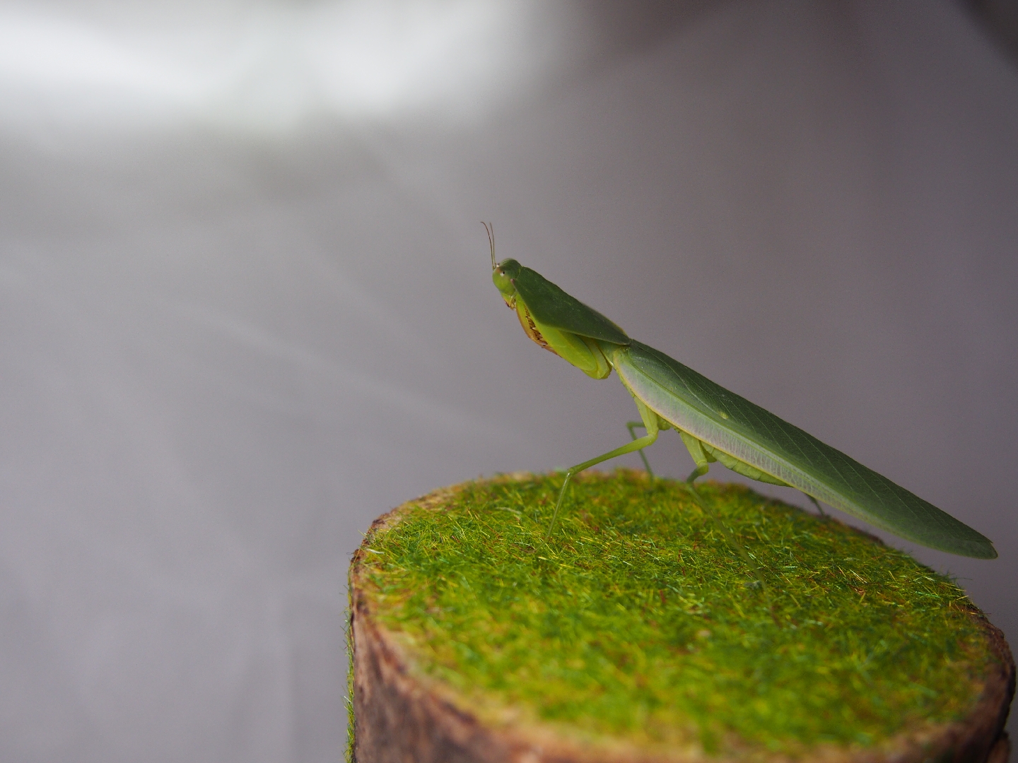 c属箭螳和亚叶螳螂浏览:59收藏:0支持:1上传时间:2021-04-05 00:30:54