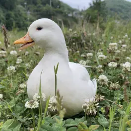 蒙面鸟哥q仔图片