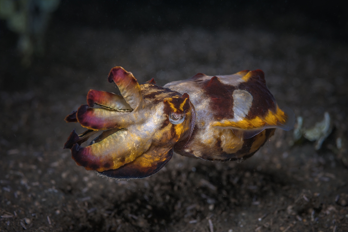 不会飞章鱼 _ 哔哩哔哩相簿