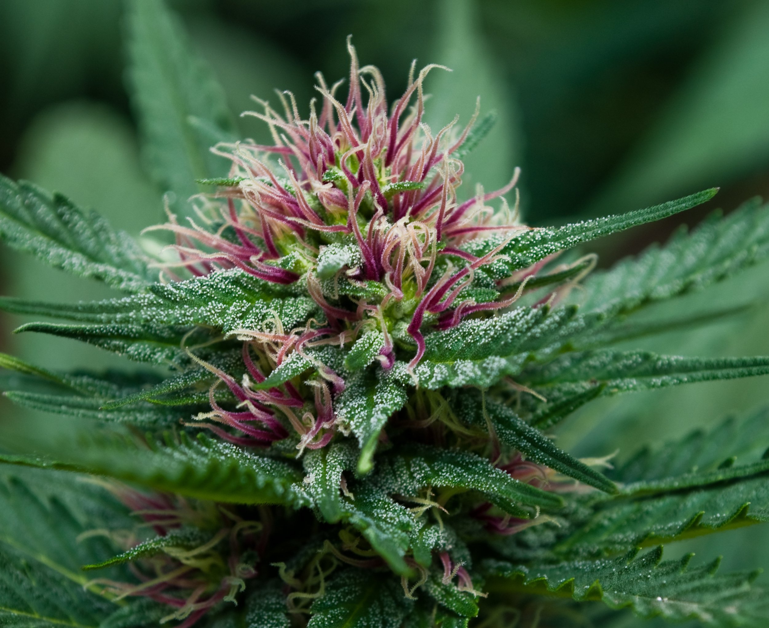 UP精选 视觉盛宴 精选 典藏图库 每日桌面推荐