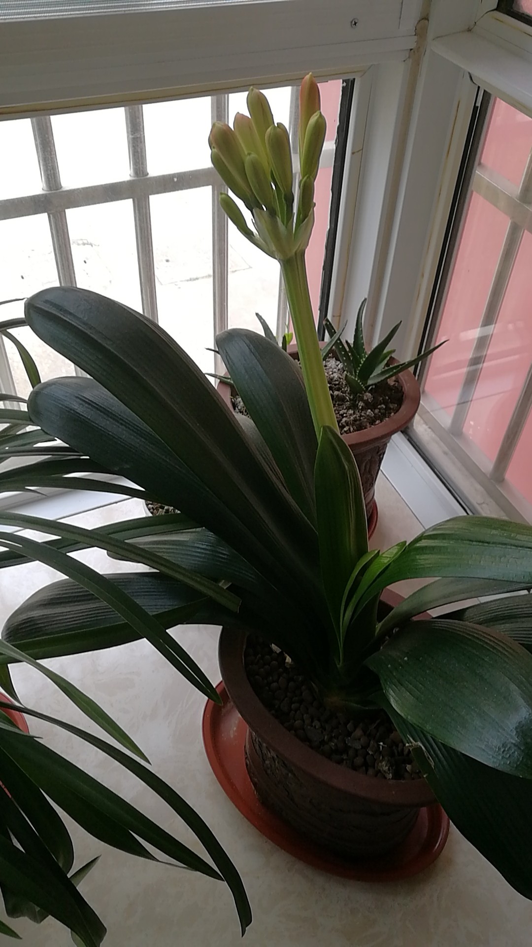 梅子噢_ 10-24 7八臂螳螂 的图片 关注 我刚刚通过哔哩哔哩会员试炼