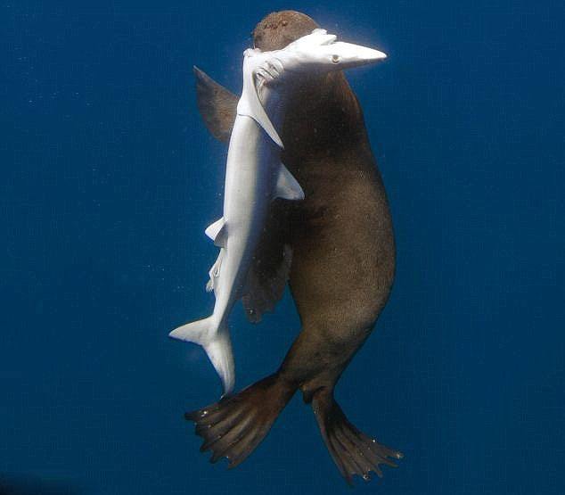 海獅咬死幼年大青鯊