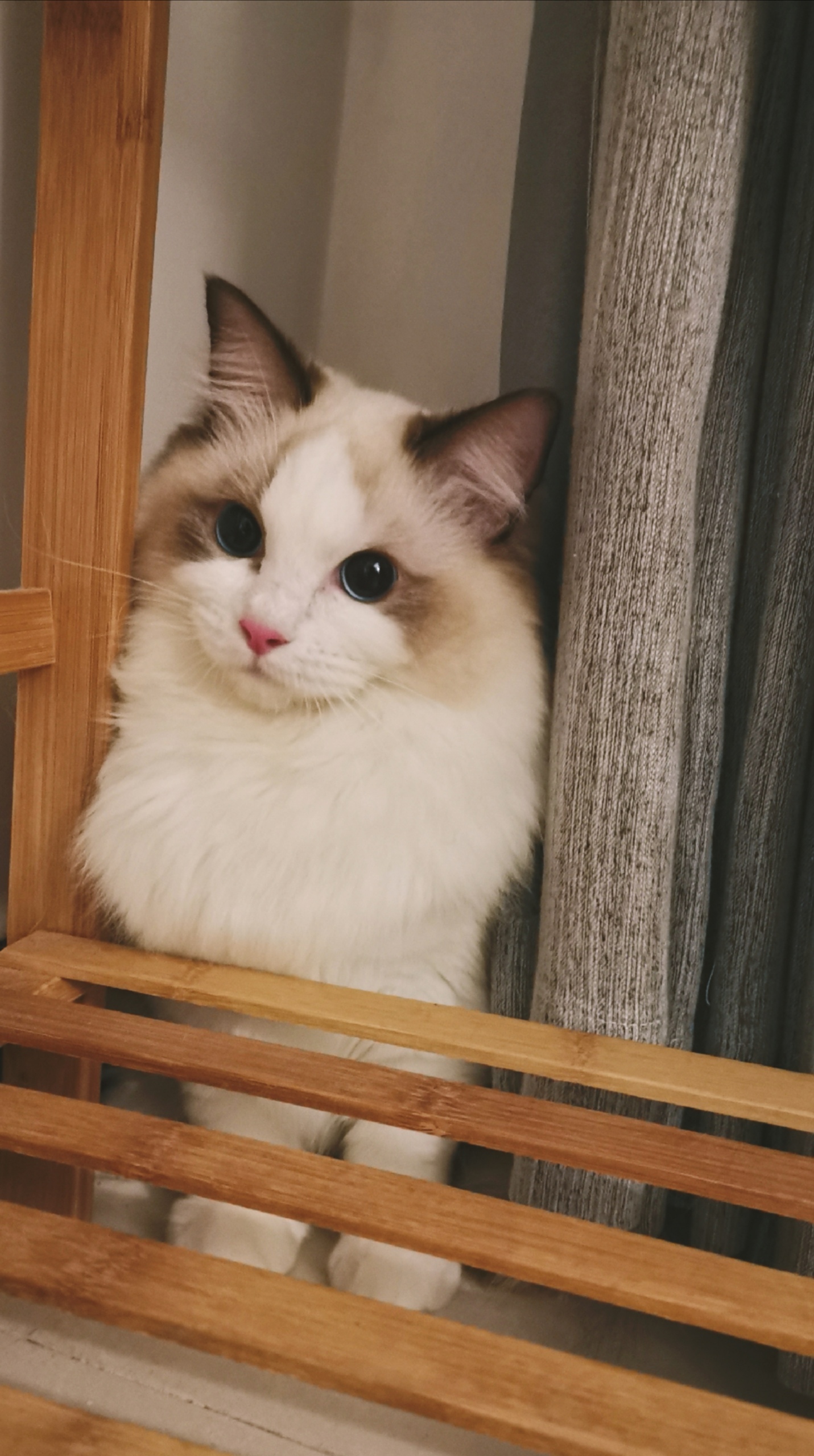 转发 评论 赞 canbrother 2018-11-01 转发动态 绵羊料理 的图片 关注