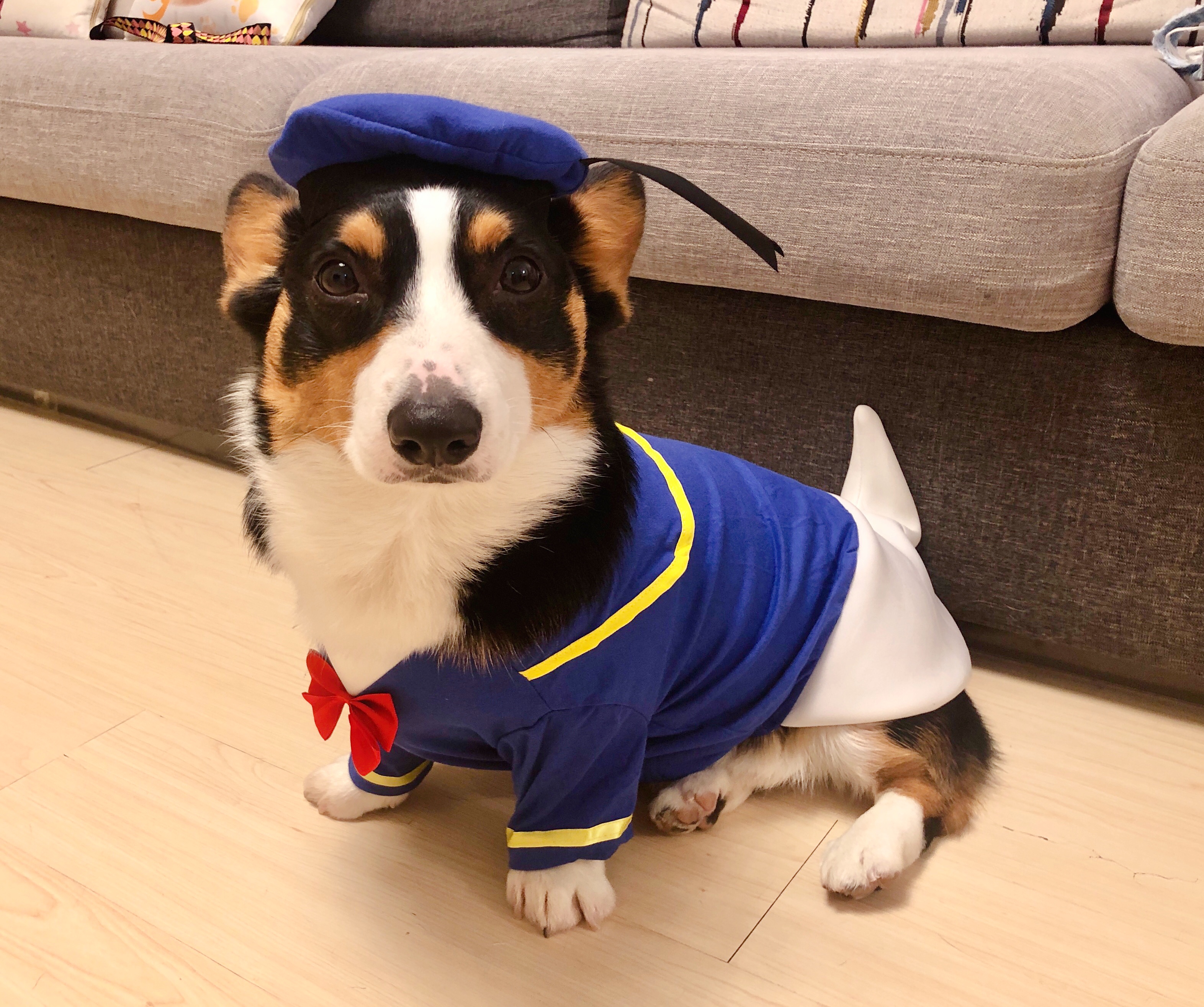 小短腿duby