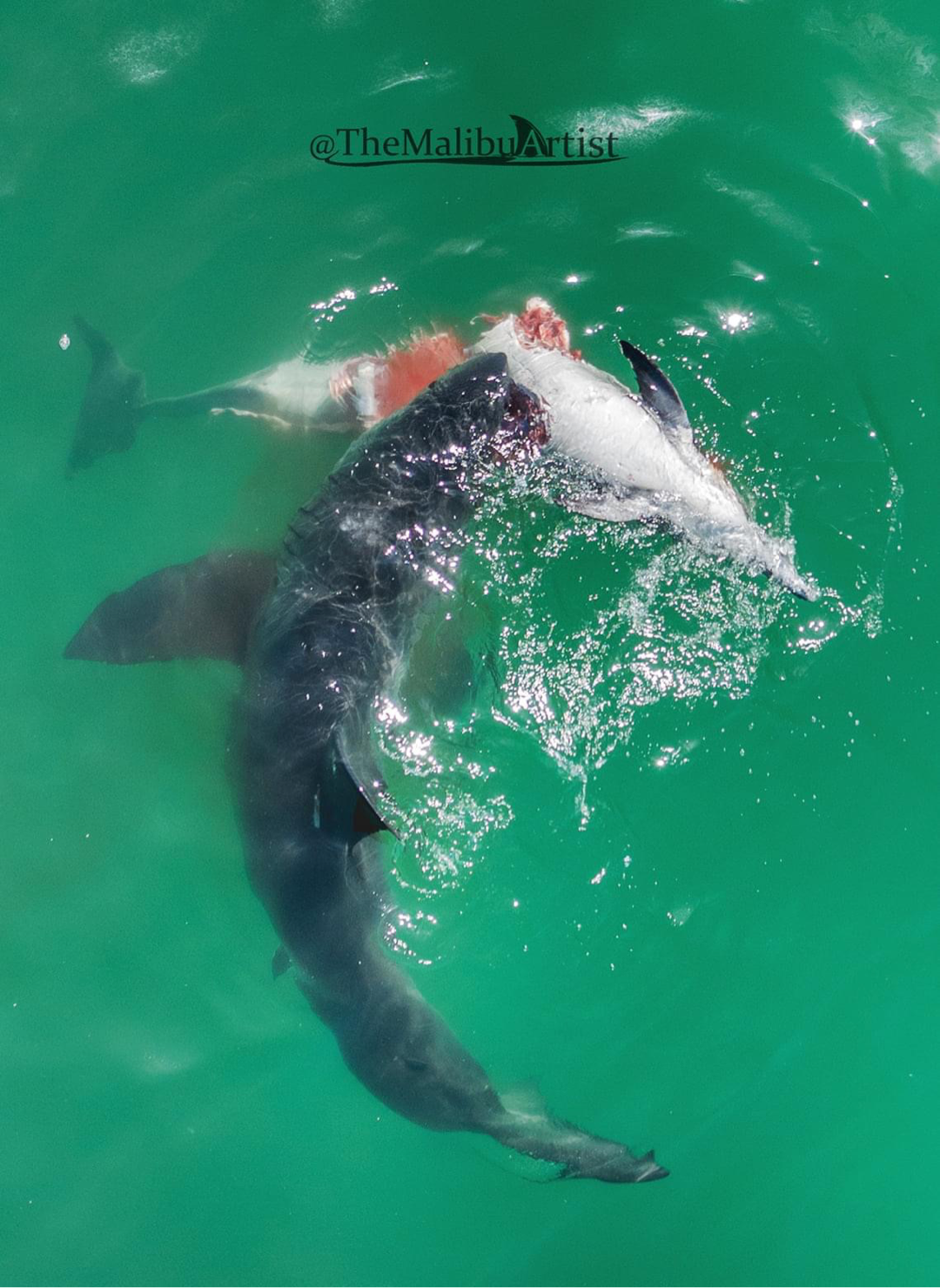 大白鲨进食海豚