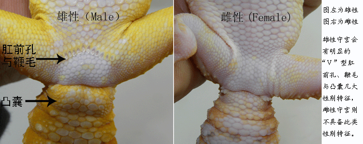 zeowell _ 哔哩哔哩相簿
