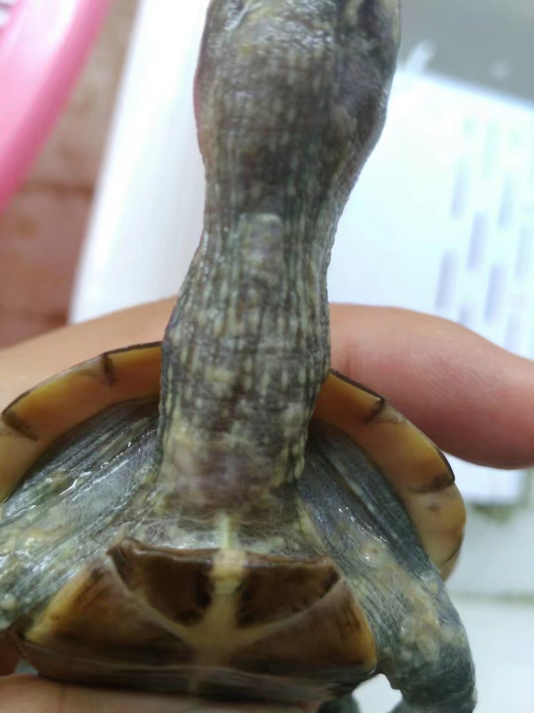 看看,我淘宝买的温室草龟压成,千万不要在淘宝上买压成草龟,全身疥疮