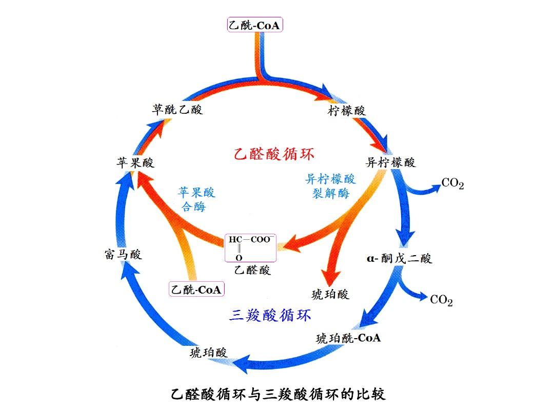 乙醛酸循环图片