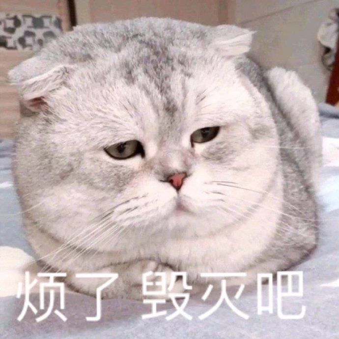 猫哥没猫 