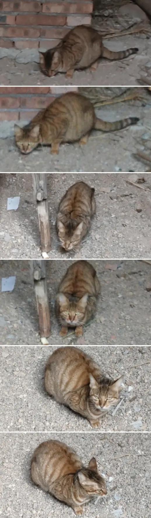 1122mAhB站动态的猫