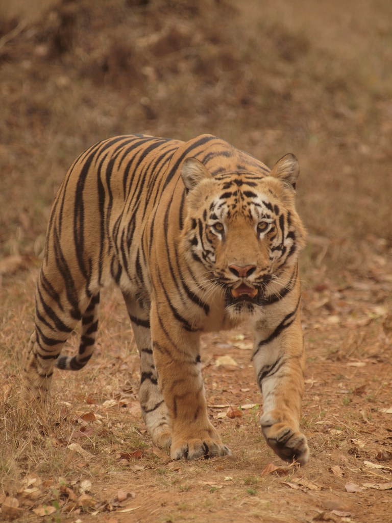 t42豹脸雄虎又名贾巴尔马卡苏的真爱