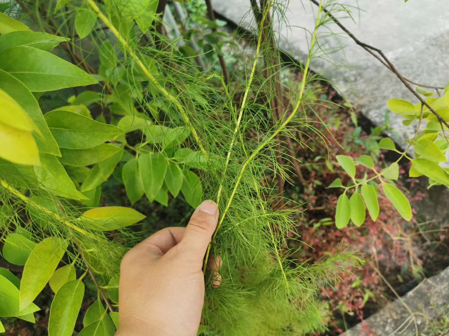 老山檀原植物→果实→寄主假蒿#知识分享官