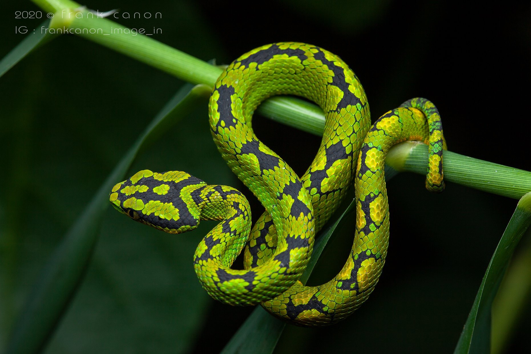 【摄影分享】 摄于斯里兰卡康提的斯里兰卡竹叶青 trimeresurus trigo