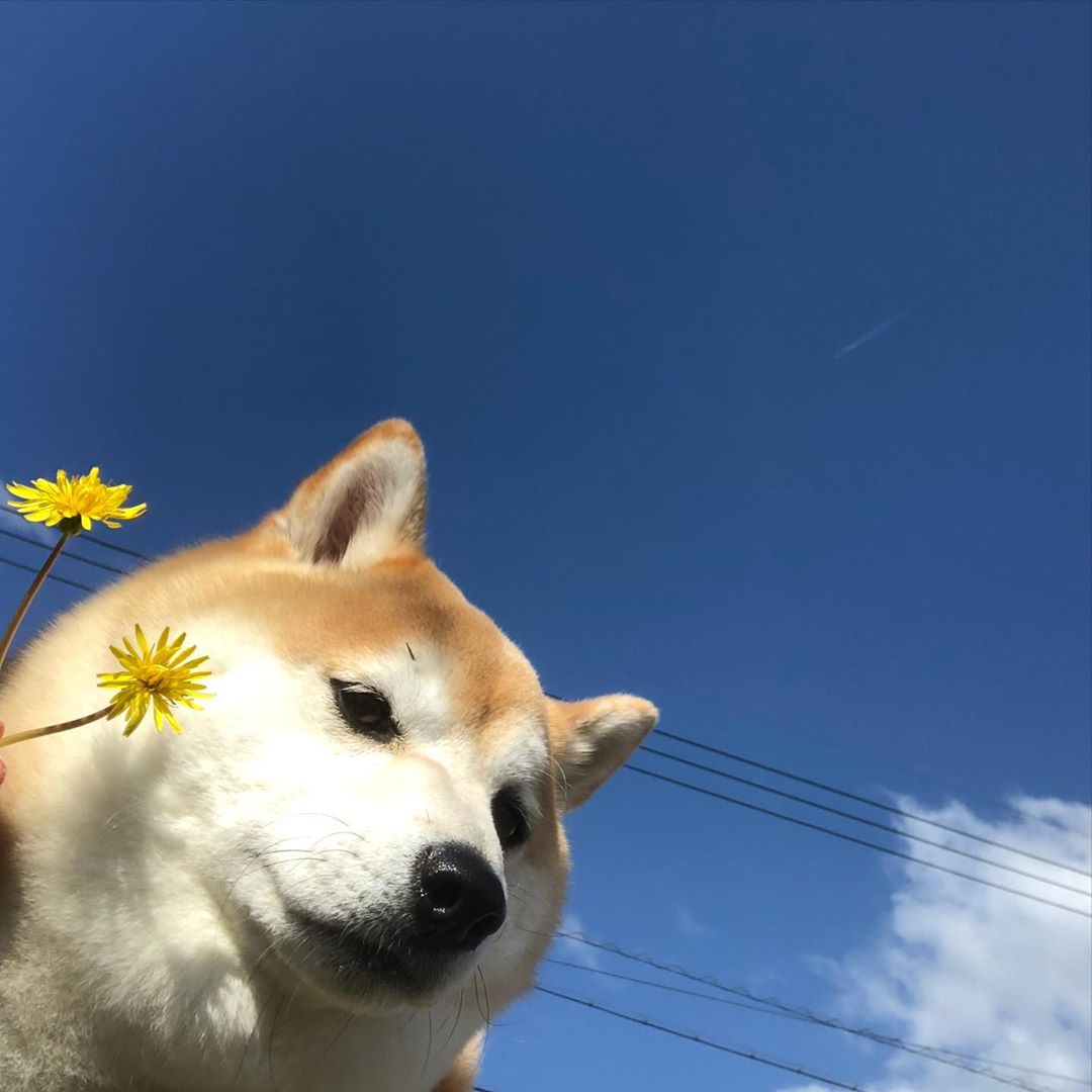 柴犬 蓝天 飞机 的图片图片