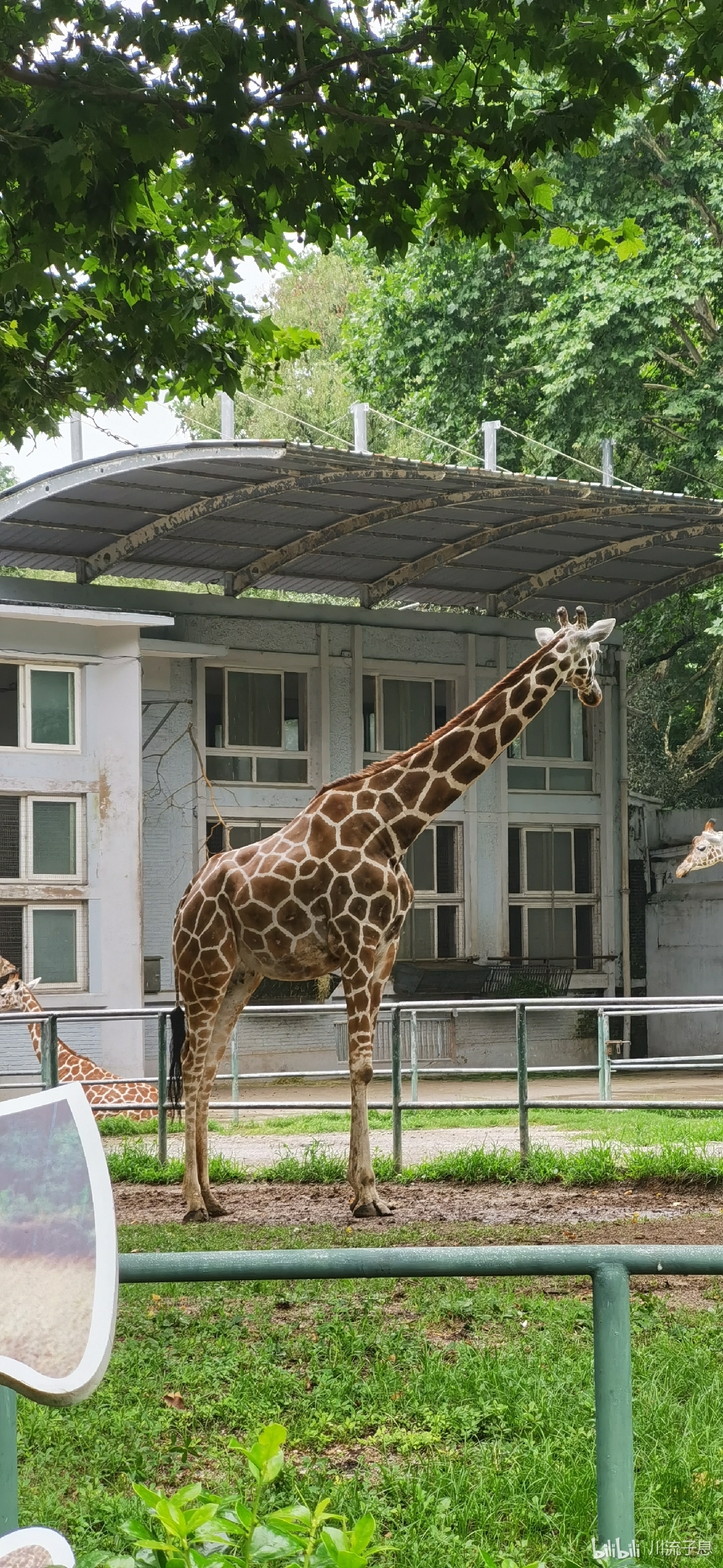 去上海动物园看了长颈鹿——!代了,但没完全代(?