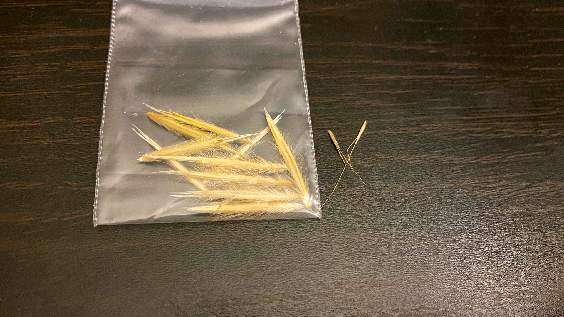 巨针茅和兔尾草种子大小的对比