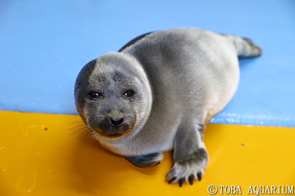 上传时间:2020-04-15 02:49:33