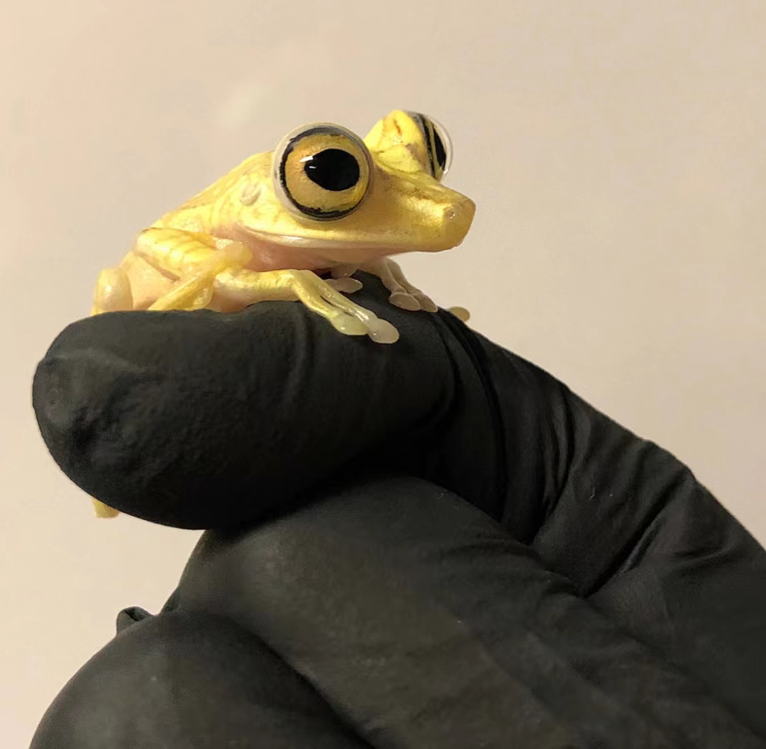 爬宠#很可爱浏览:272收藏:0支持:8上传时间:2021-08-04 15:56:25