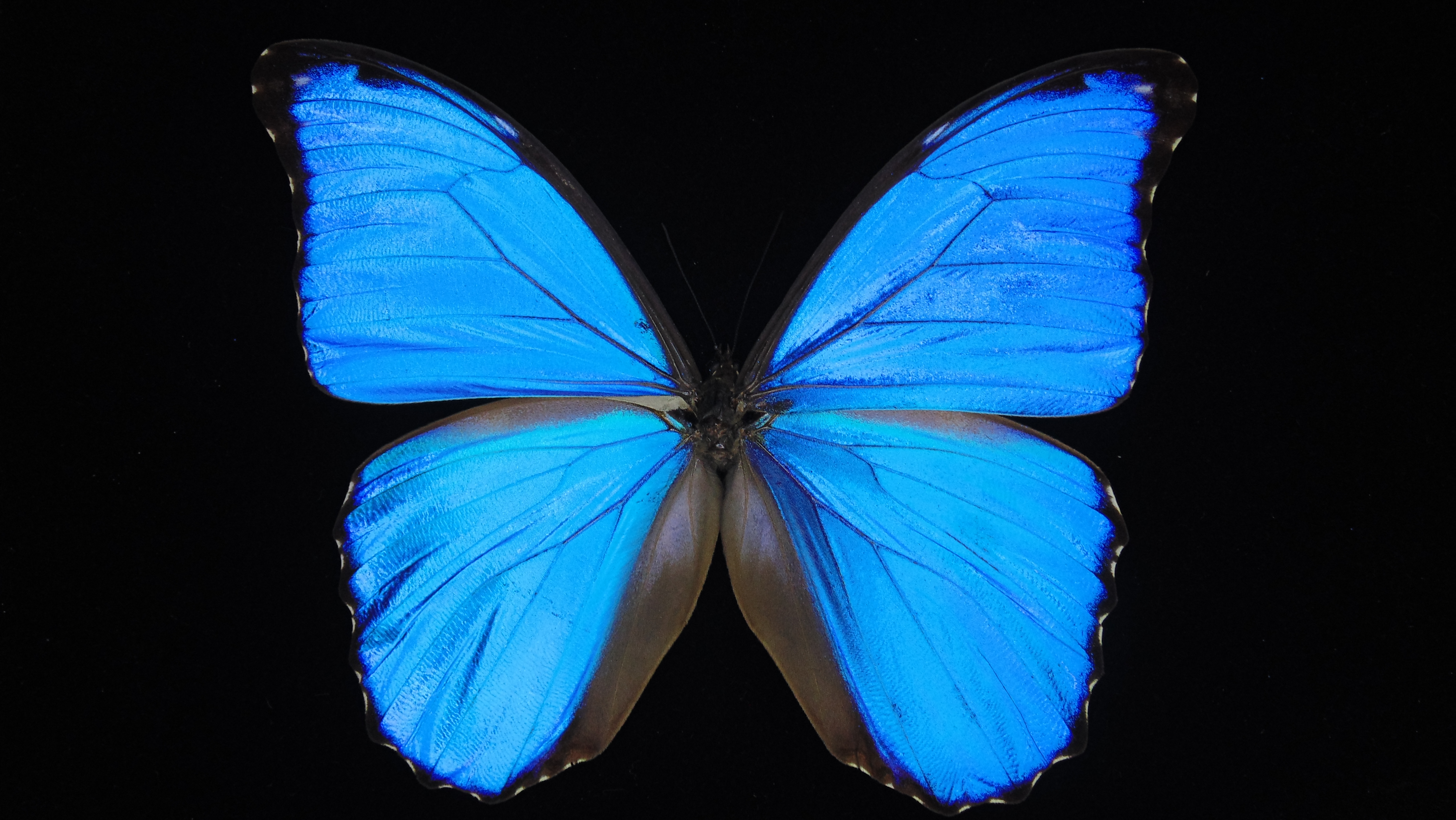 欢乐的扑棱蛾子#蝴蝶##昆虫##甲虫