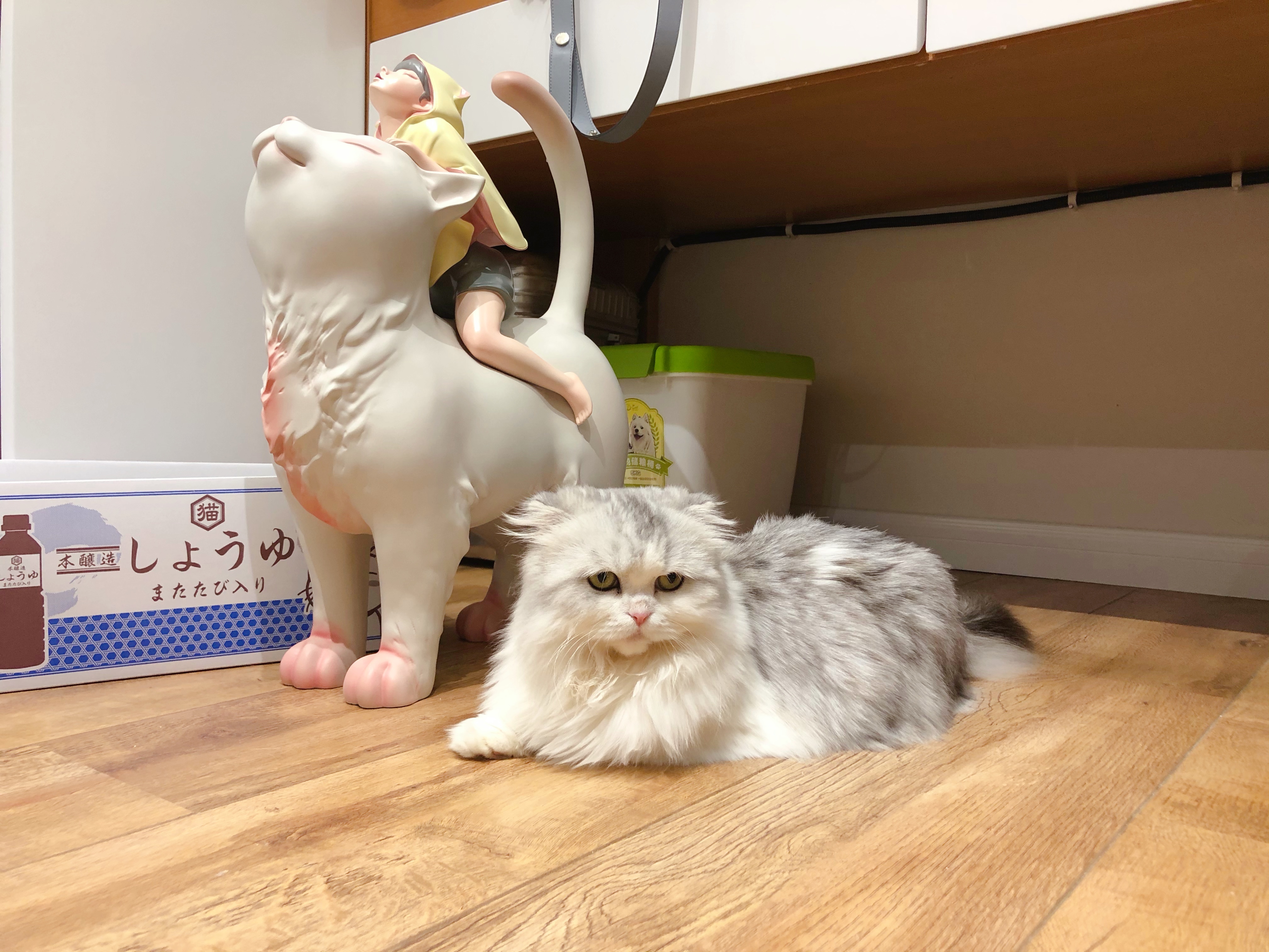 李喜猫 _ 哔哩哔哩相簿