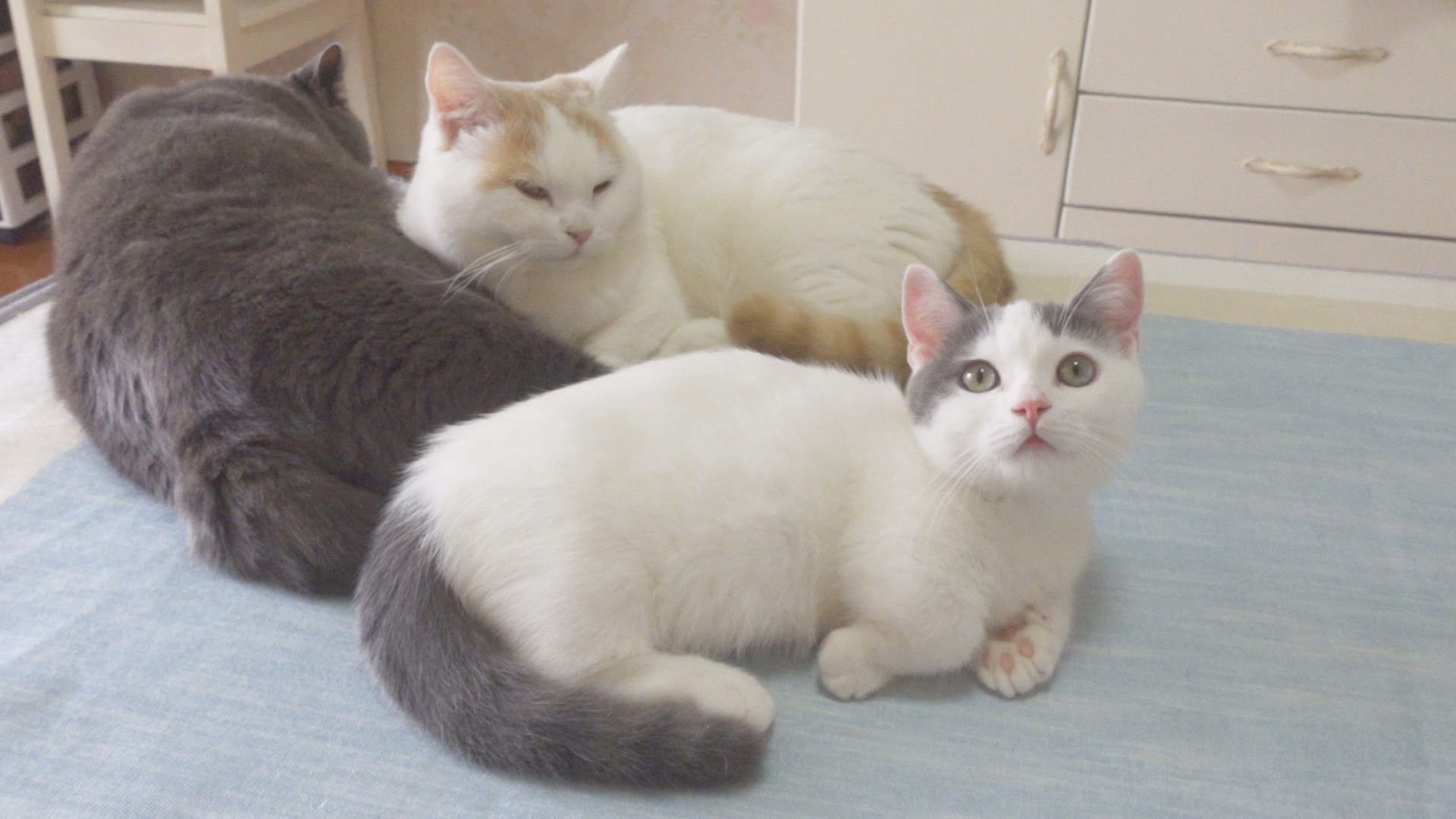 萌猫宝哥哥 _ 哔哩哔哩相簿