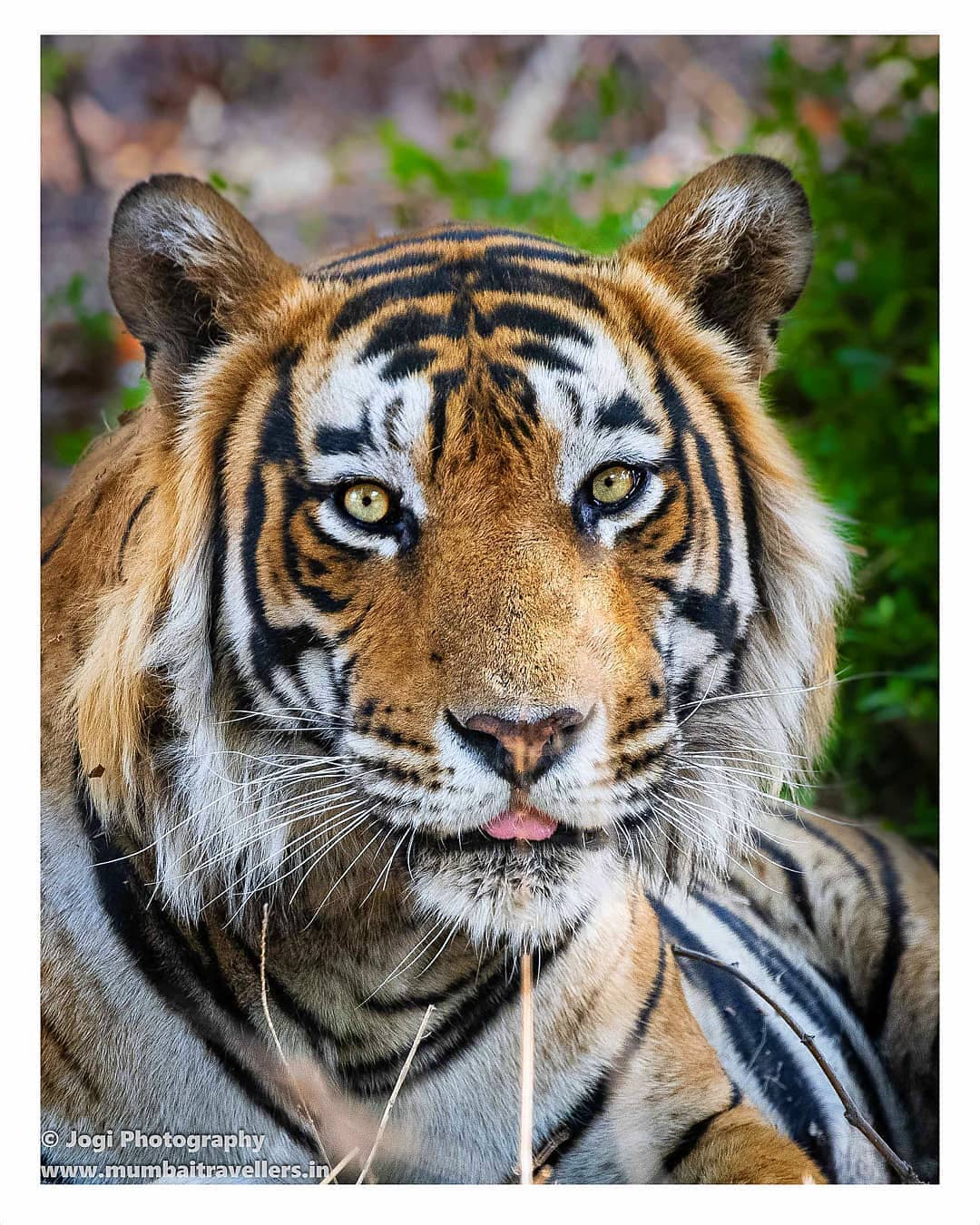 给你们送一些适合做壁纸的虎王图片!