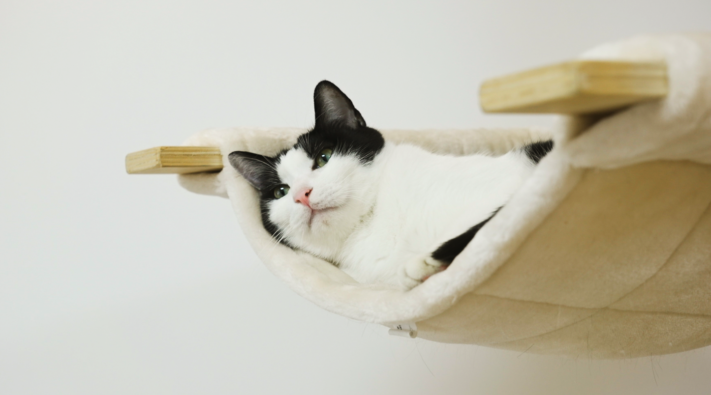 花花与三猫catlive