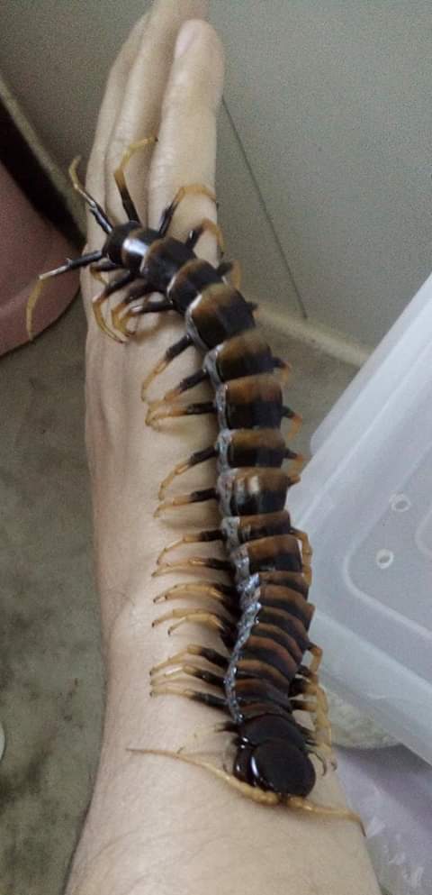 苏拉威西虎纹巨人蜈蚣上手