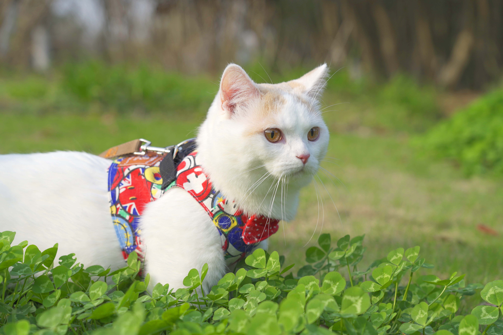 萌猫宝哥哥 _ 哔哩哔哩相簿