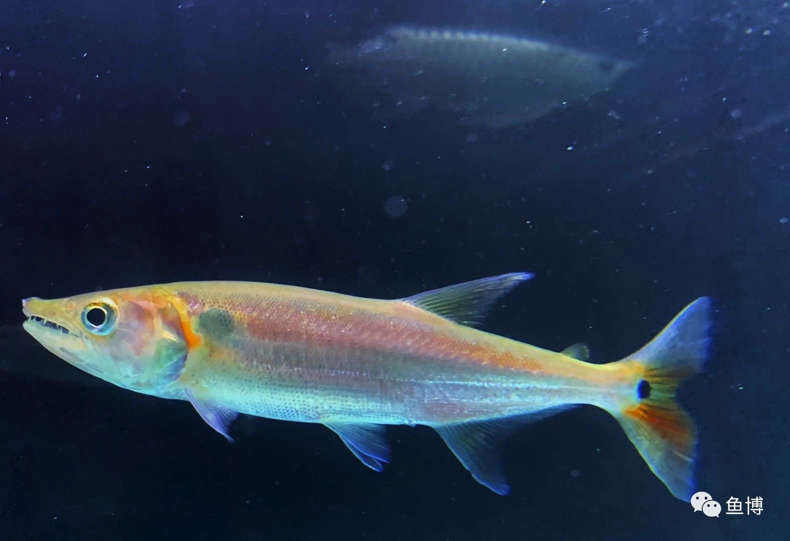 巨水狼狗脂鲤 _ 哔哩哔哩相簿