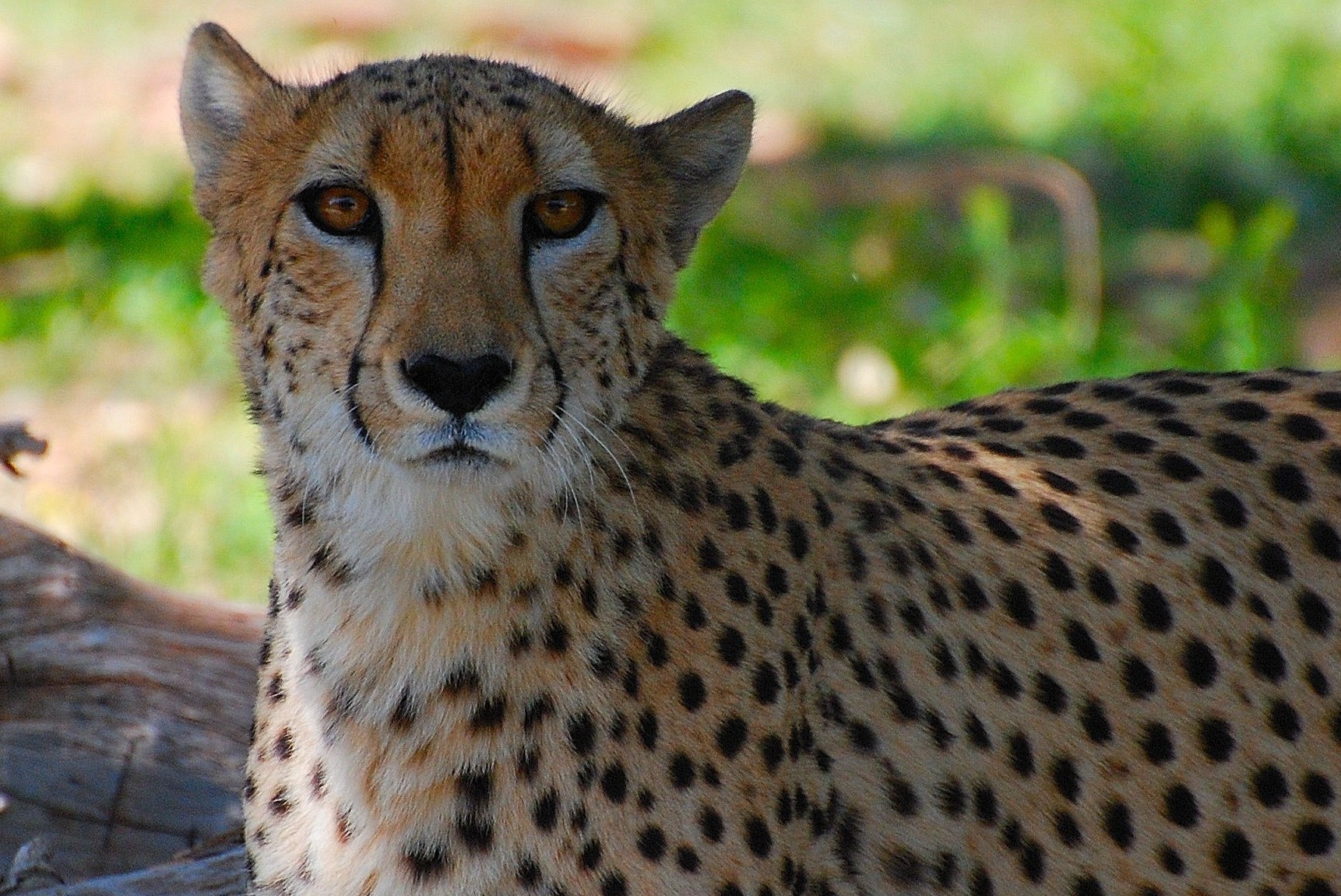 cheetah的inbox _ 哔哩哔哩相簿