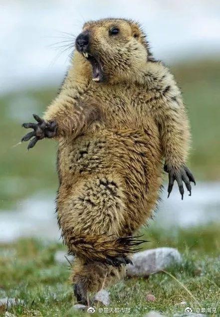 半醒熊猫 _ 哔哩哔哩相簿