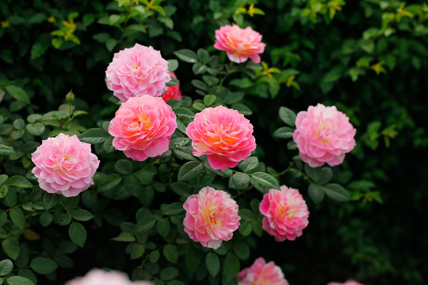 海蒂的花园 _ 哔哩哔哩相簿