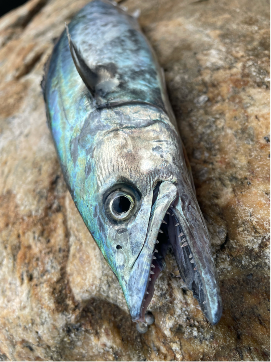 霍敢当路亚日记 _ 哔哩哔哩相簿