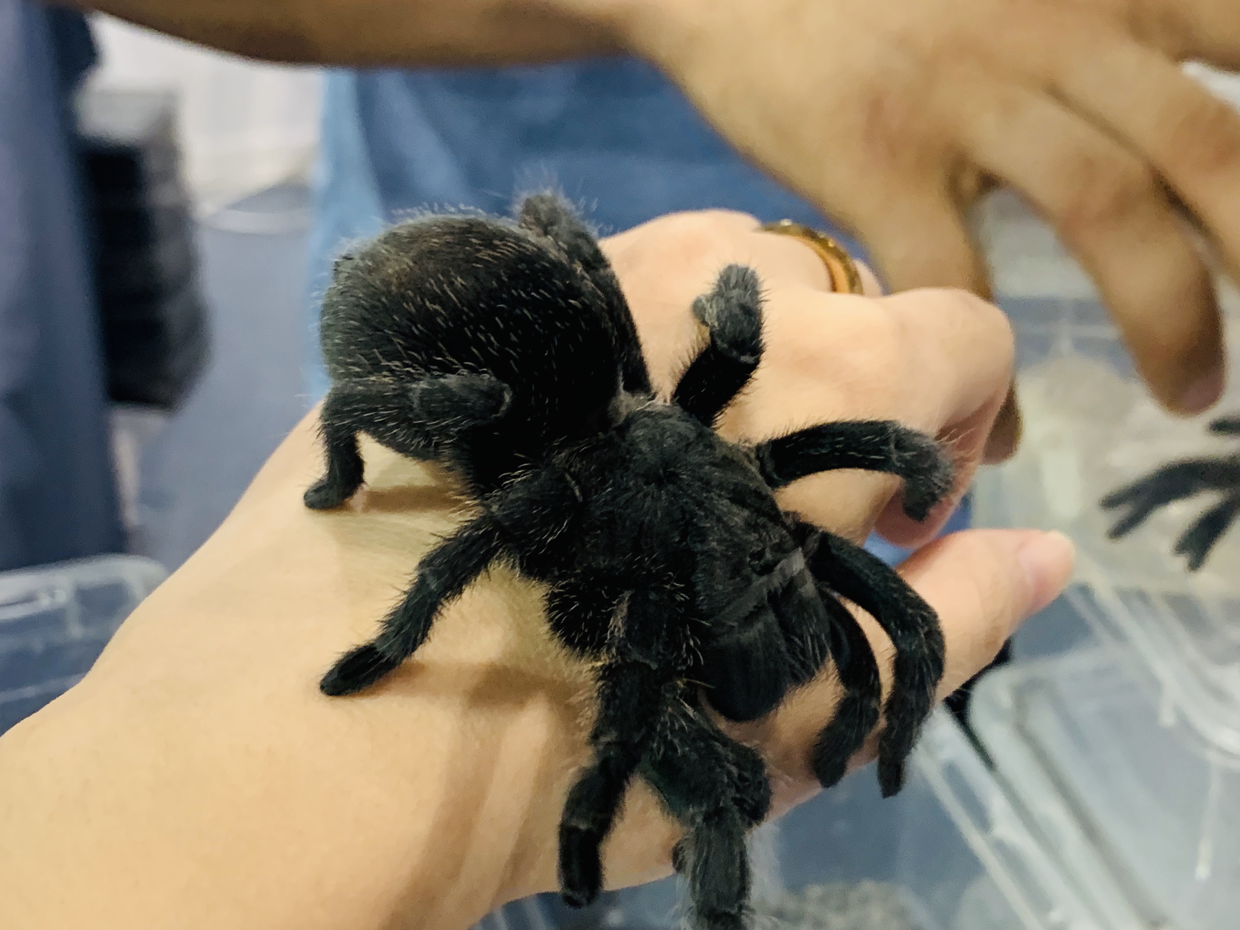 关注   关注 2019-06-24 【粉露西松林蛇】小家伙褪皮了,拉的屎巨 