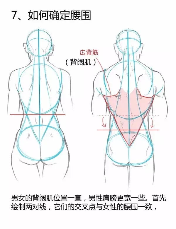 很好的人体资料 男女背部画法对比 清泉动漫 哔哩哔哩相簿