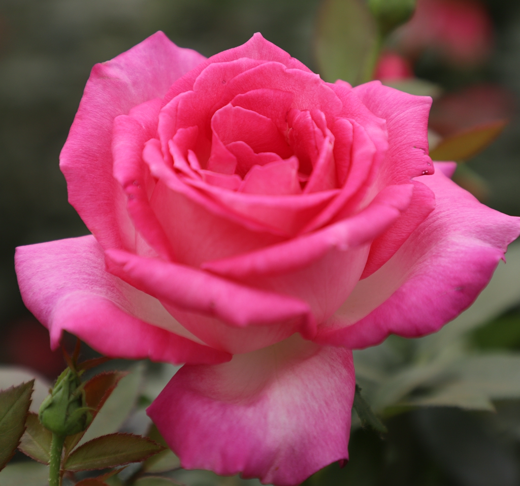 虹越月季 _ 哔哩哔哩相簿