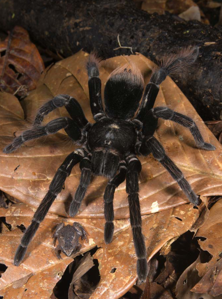 怪兽无敌z _ 哔哩哔哩相簿