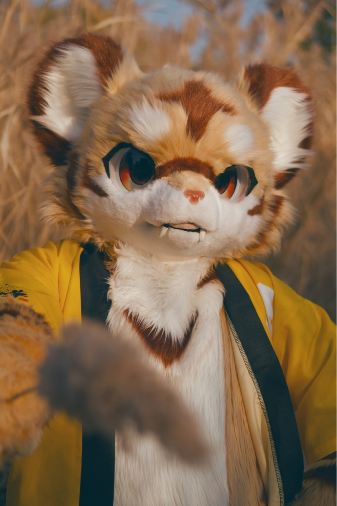 演武大虎 _ 哔哩哔哩相簿