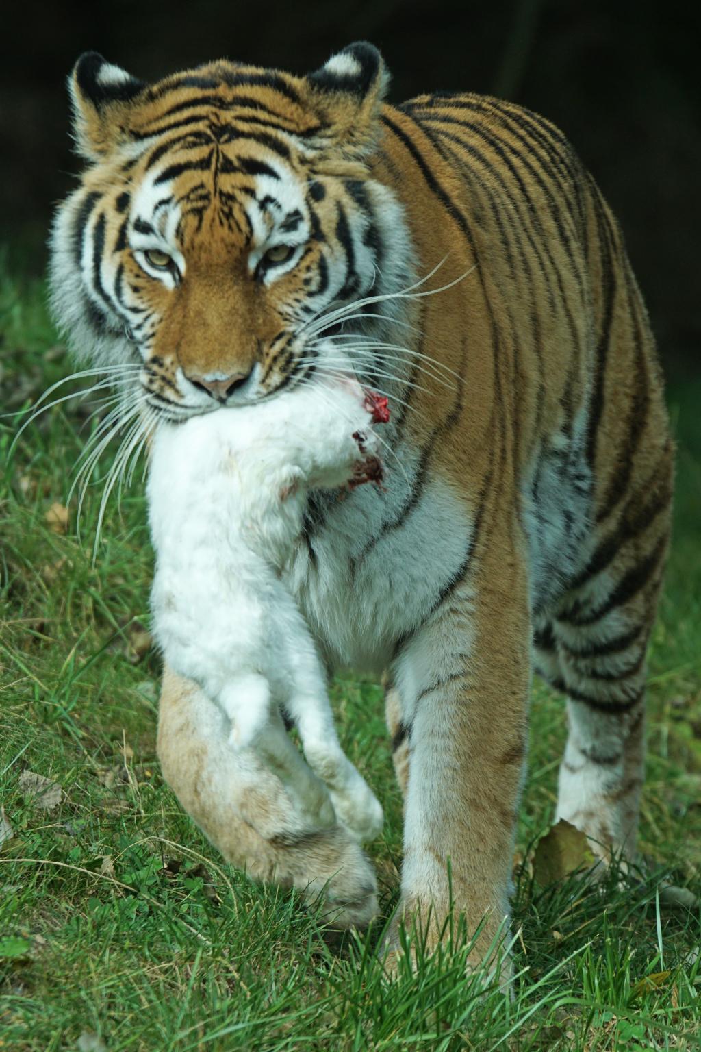 最帅的老虎图片 捕猎图片