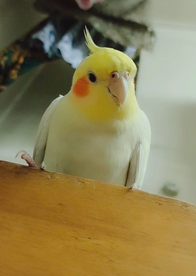 ta 的直播间轮播中直播玄凤鹦鹉九尾爱说唱的九尾7ta 的小视频0ta 还