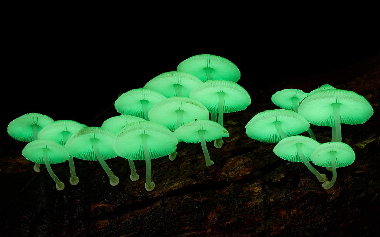 【发现历史】:荧光小菇(mycena chlorophos),其属名在希腊文中,意思