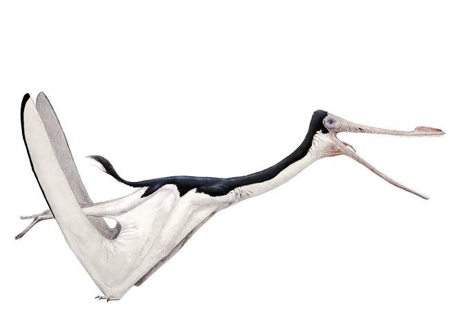 生物# 张氏格格翼龙的骨骼已知部分和复原图 格格翼龙属于梳颌翼龙科