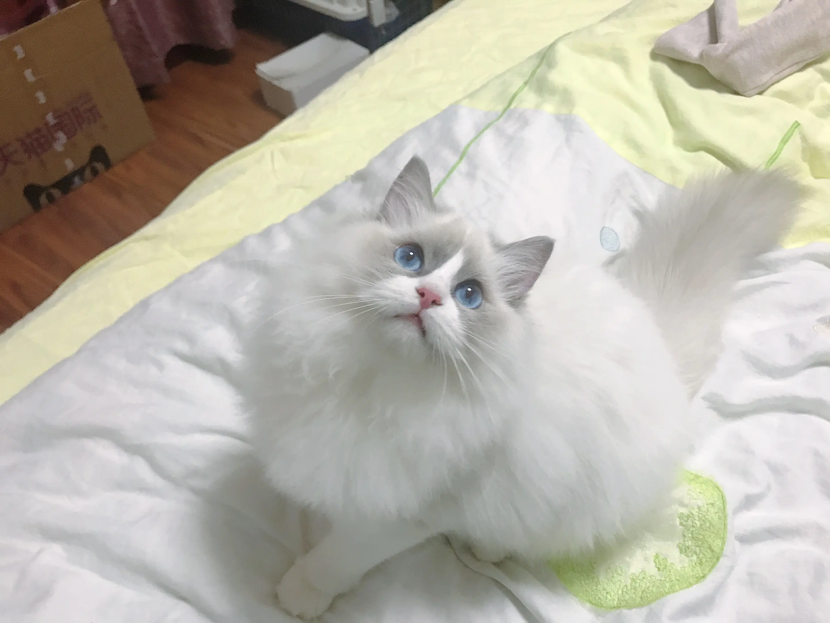 _ Minerva爱慕布偶猫舍_ 哔哩哔哩相簿