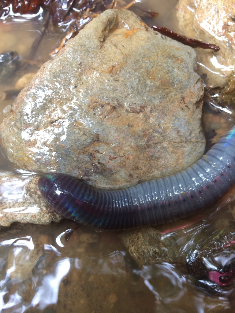 捕食蚯蚓的基纳巴卢巨红蛭(mimobdella buettikoferi)浏览:3618收藏:4