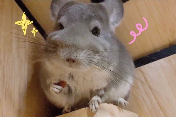 前半抄 哔哩哔哩相簿