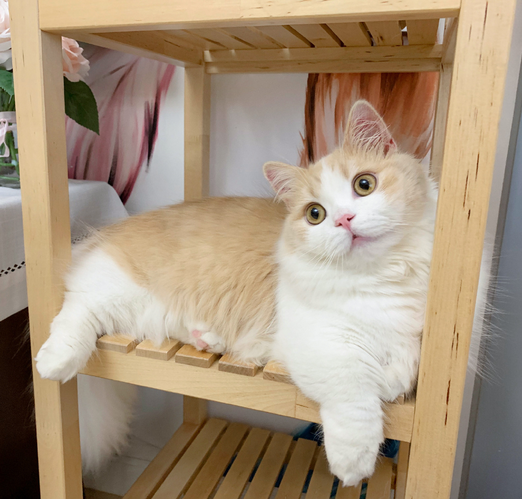 花花与三猫catlive _ 哔哩哔哩相簿