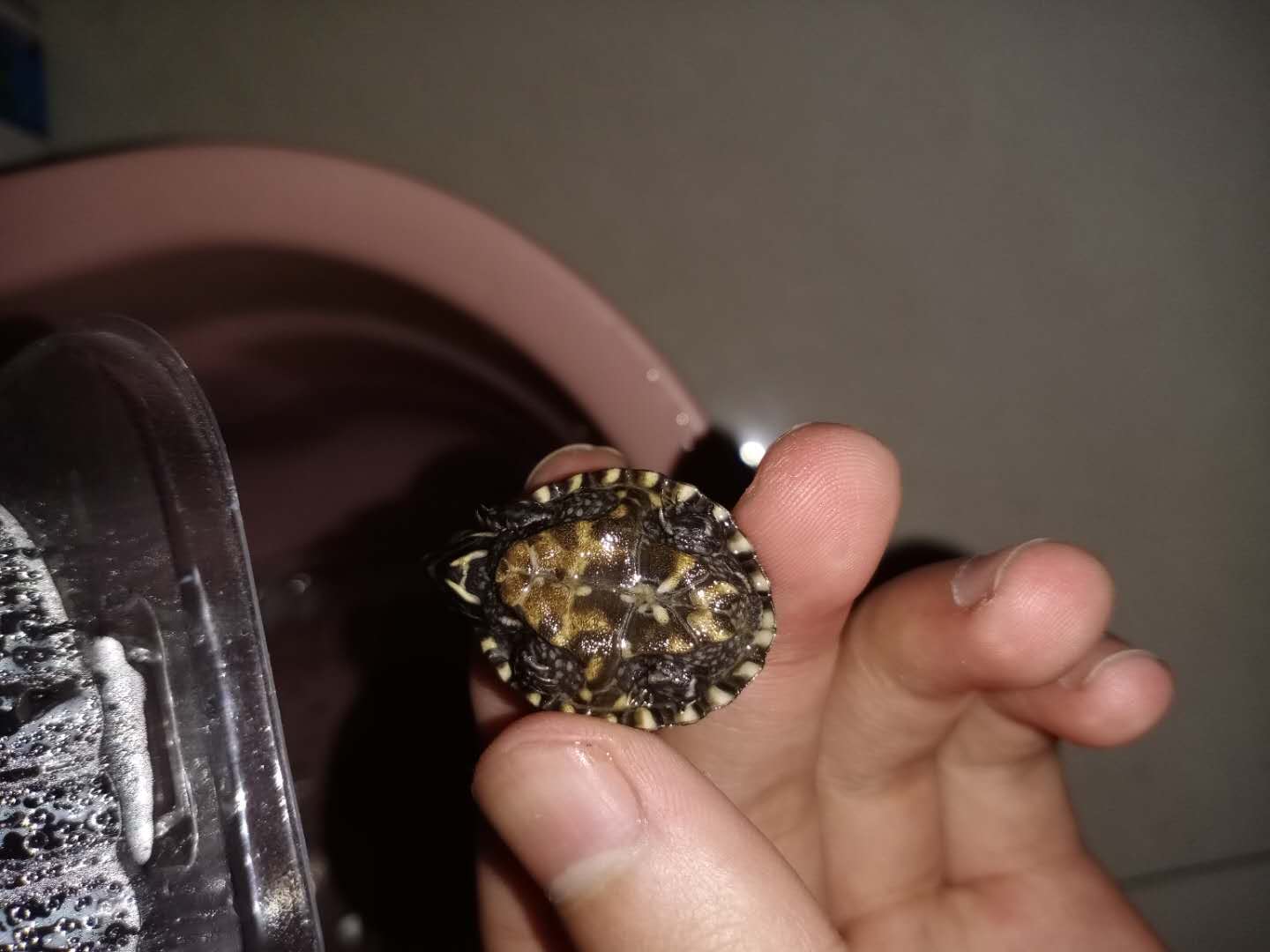 科普简单识别自然外塘冬眠的龟是有水锈